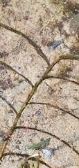 Potamogeton robbinsii