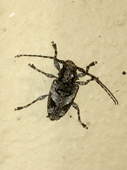 Aegomorphus jaspideus