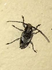 Aegomorphus jaspideus