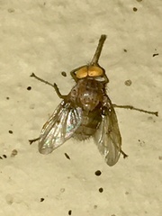 Ormia