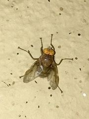 Ormia