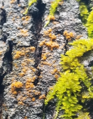 Mucronella flava