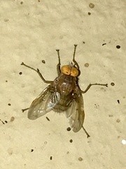 Ormia