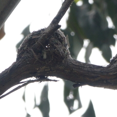 Melithreptus lunatus