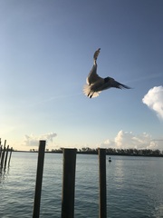 Leucophaeus atricilla