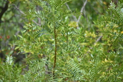 Schinus areira