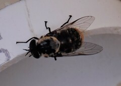 Scaptia auriflua