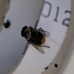 Scaptia auriflua