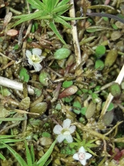 Glossostigma elatinoides