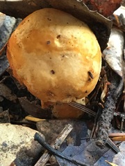 Lactarius scrobiculatus