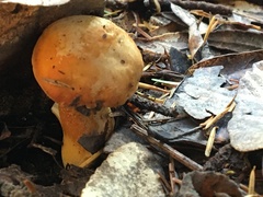 Lactarius scrobiculatus
