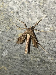 Lineodes