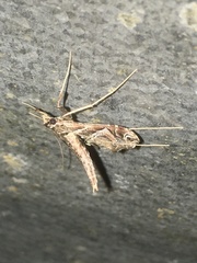 Lineodes