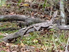 Chlamydosaurus kingii