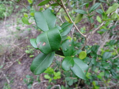 Myrcianthes fragrans
