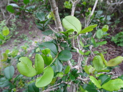 Myrcianthes fragrans