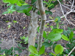 Myrcianthes fragrans