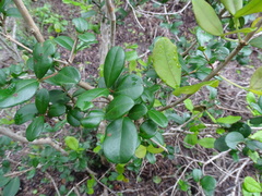 Myrcianthes fragrans