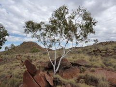 Eucalyptus cupularis