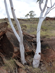 Eucalyptus cupularis