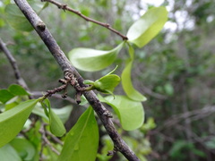 Diospyros palmeri