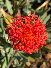 Kleinia fulgens