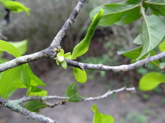 Diospyros palmeri