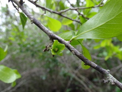 Diospyros palmeri