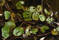 Potamogeton sulcatus