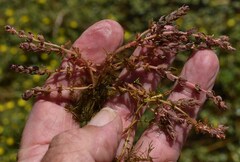 Myriophyllum verrucosum