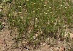 Goodenia fascicularis