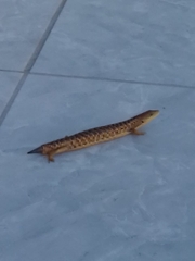 Gerrhonotus liocephalus