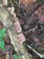 Scytinotus longinquus