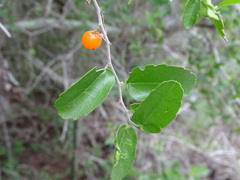 Celtis pallida