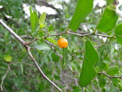 Celtis pallida