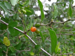 Celtis pallida