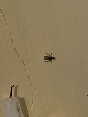 Coelopidae