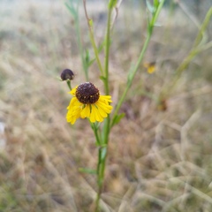 Helenium mexicanum