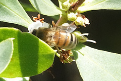 Apis mellifera ligustica