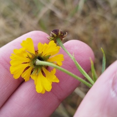 Helenium mexicanum