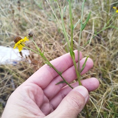 Helenium mexicanum