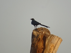 Lamprotornis caudatus