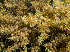 Sargassum sinclairii