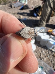 Phrynotettix robustus