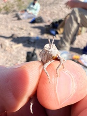 Phrynotettix robustus