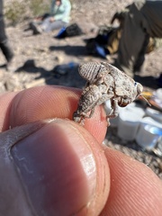 Phrynotettix robustus