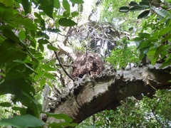 Dendrocereus nudiflorus