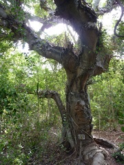Dendrocereus nudiflorus
