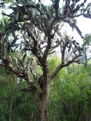 Dendrocereus nudiflorus