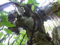 Dendrocereus nudiflorus